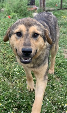 Bruno, geb. ca. 05/2020, lebt in GRIECHENLAND, auf einer privaten Pflegestelle