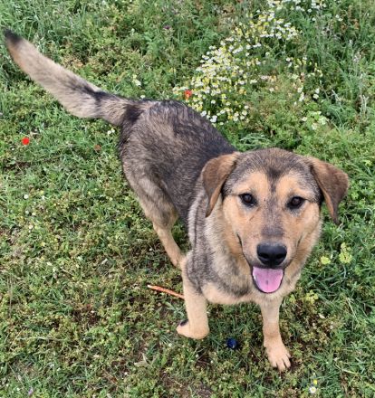 Bruno, geb. ca. 05/2020, lebt in GRIECHENLAND, auf einer privaten Pflegestelle