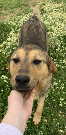 Bruno, geb. ca. 05/2020, lebt in GRIECHENLAND, auf einer privaten Pflegestelle