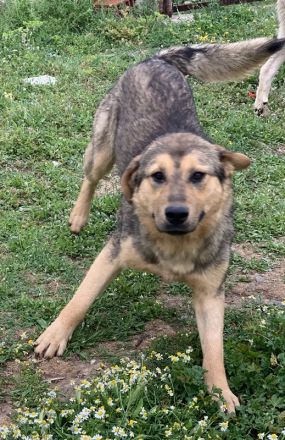 Bruno, geb. ca. 05/2020, lebt in GRIECHENLAND, auf einer privaten Pflegestelle