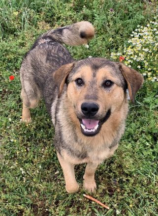 Bruno, geb. ca. 05/2020, lebt in GRIECHENLAND, auf einer privaten Pflegestelle