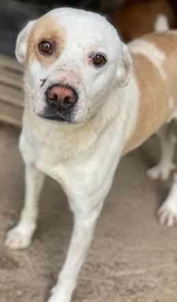 Lono, geb. ca. 06/2020, lebt in GRIECHENLAND, auf einer privaten Pflegestelle