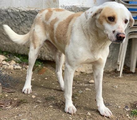 Lono, geb. ca. 06/2020, lebt in GRIECHENLAND, auf einer privaten Pflegestelle