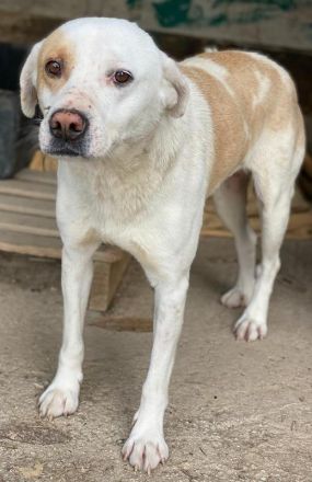 Lono, geb. ca. 06/2020, lebt in GRIECHENLAND, auf einer privaten Pflegestelle