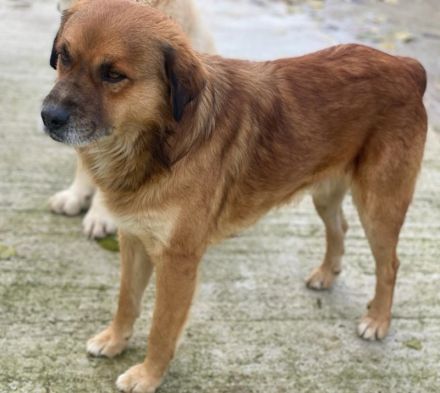 Gandhi, geb. ca. 12/2018, lebt in GRIECHENLAND, im städt. Tierheim Serres