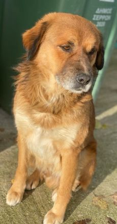 Gandhi, geb. ca. 12/2018, lebt in GRIECHENLAND, im städt. Tierheim Serres