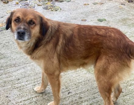 Gandhi, geb. ca. 12/2018, lebt in GRIECHENLAND, im städt. Tierheim Serres