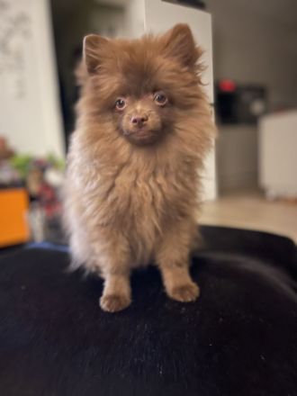 Pomeranian