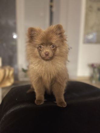 Pomeranian