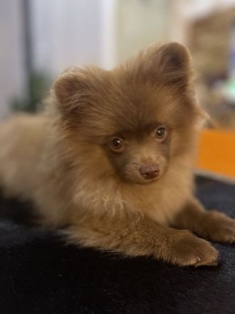 Pomeranian