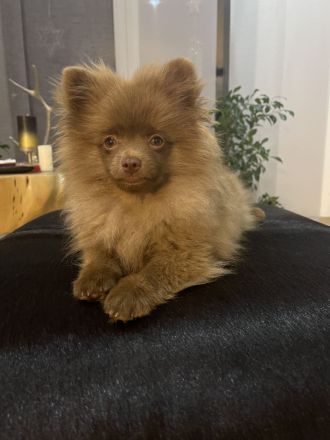 Pomeranian