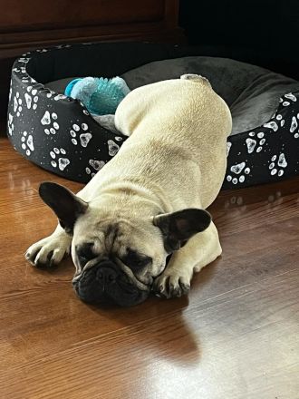 Franzuzische buldog zum verkaufen Hündin FCI-Abstammung