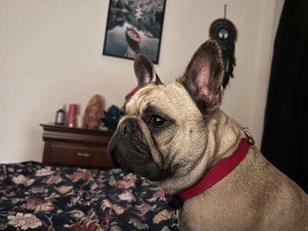 Franzuzische buldog zum verkaufen Hündin FCI-Abstammung