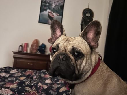 Franzuzische buldog zum verkaufen Hündin FCI-Abstammung