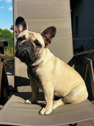 Franzuzische buldog zum verkaufen Hündin FCI-Abstammung