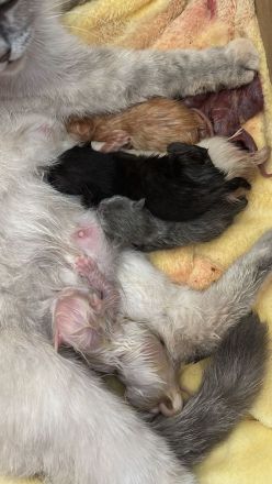 Deckkater Micki sucht Dame