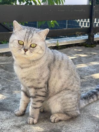 Deckkater Micki sucht Dame