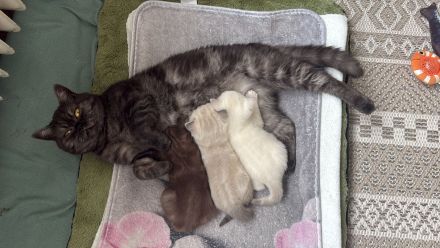 Deckkater Micki sucht Dame