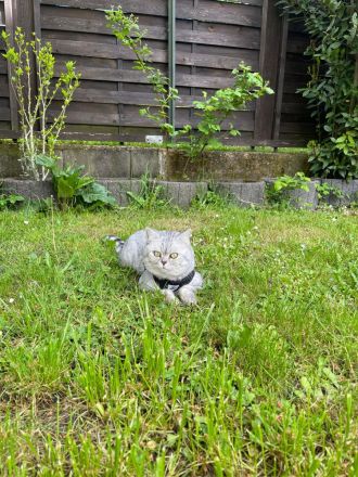 Deckkater Micki sucht Dame