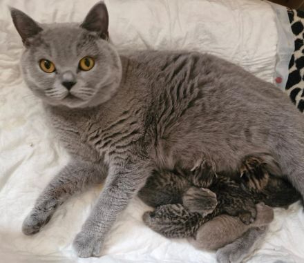 Deckkater Micki sucht Dame