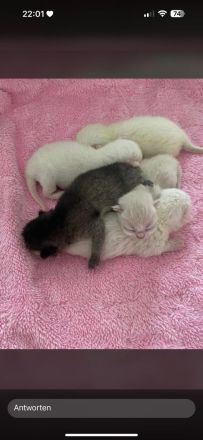 Deckkater Micki sucht Dame