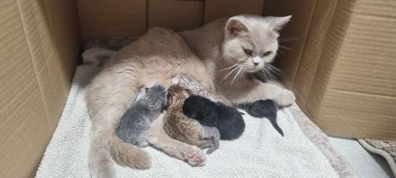 Deckkater Micki sucht Dame