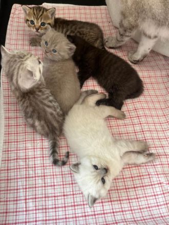 Deckkater Micki sucht Dame
