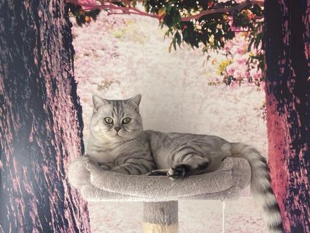 Deckkater Micki sucht Dame