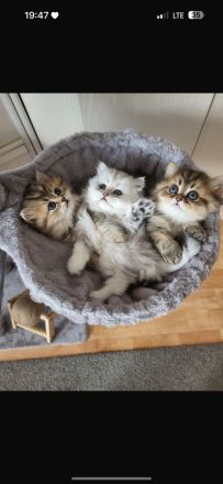 Deckkater Micki sucht Dame