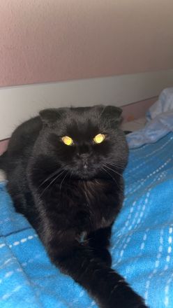 Bkh + Bombay Mix Kater verkaufen