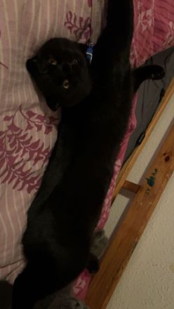 Bkh + Bombay Mix Kater verkaufen