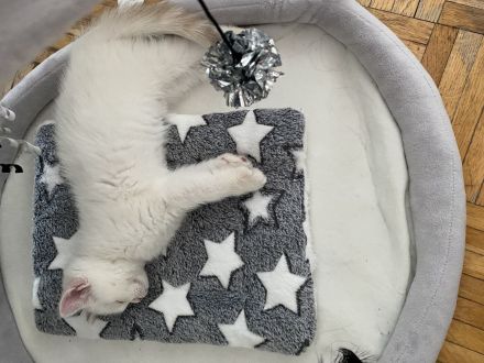 Wunderschöne BKH Kitten