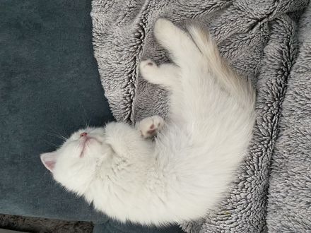 Wunderschöne BKH Kitten