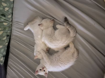 Wunderschöne BKH Kitten