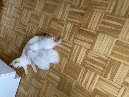 Wunderschöne BKH Kitten