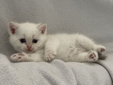 Wunderschöne BKH Kitten