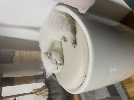 Wunderschöne BKH Kitten