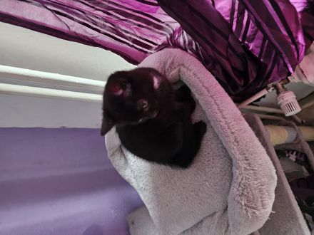 Kleine Katzen Kinder  10 Wochen alt suchen noch