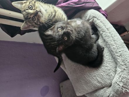 Kleine Katzen Kinder  10 Wochen alt suchen noch