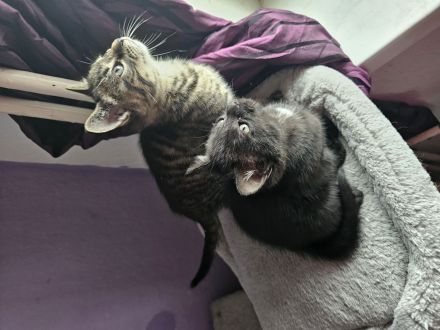 Kleine Katzen Kinder  10 Wochen alt suchen noch