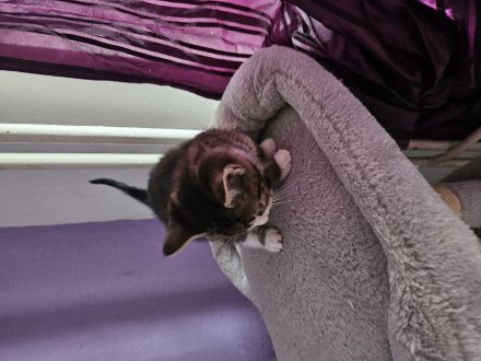 Kleine Katzen Kinder  10 Wochen alt suchen noch