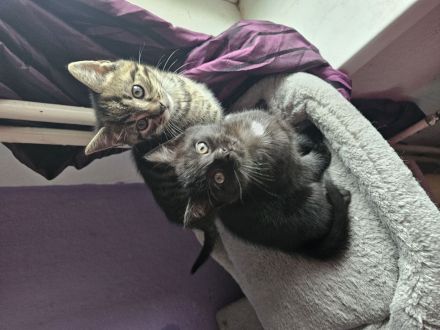 Kleine Katzen Kinder  10 Wochen alt suchen noch