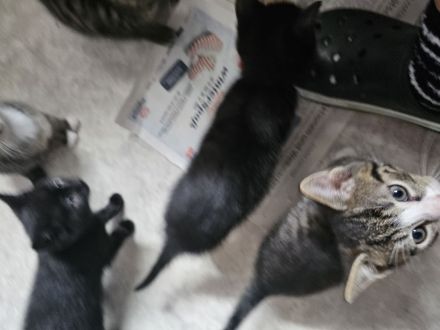 Kleine Katzen Kinder  10 Wochen alt suchen noch