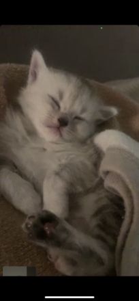 Kitten BABYKATZEN Britisch Mix