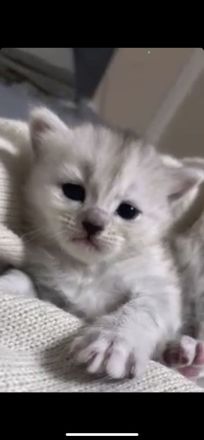Kitten BABYKATZEN Britisch Mix