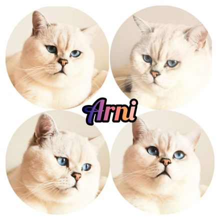 Deckkater BKH Silber Schadet mit blauen Augen Bg. A