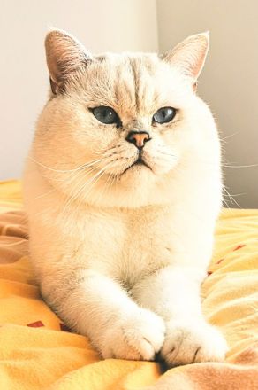 Deckkater BKH Silber Schadet mit blauen Augen Bg. A