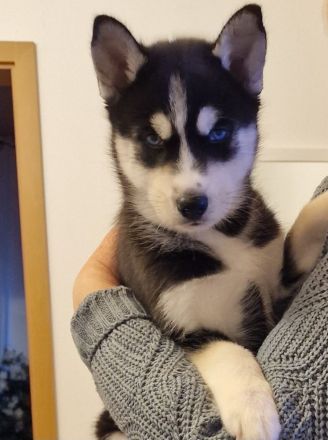 Husky welpen reinrassig