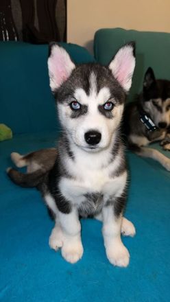 Husky welpen reinrassig