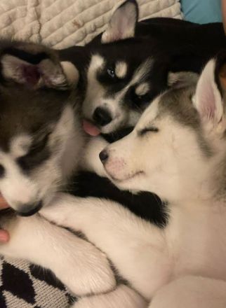 Husky welpen reinrassig